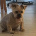 https://fr.holidog.com/ImagesPetSitters/019742E2-1036-4C57-843D-171FEED06662_square_120.jpg De-la-compagnie-pour-votre-animal-!-41390-1