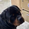 Le-paradis-des-chiens--1080691-1