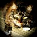 https://fr.holidog.com/ImagesPetSitters/02382D04-2C7F-4B37-BC68-78F4D9B8C551_square_120.jpg Vavou-336262-1