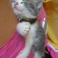 https://fr.holidog.com/ImagesPetSitters/02ADEF99-E9F2-4EB0-87E4-9BF1B8E4693E_square_120.jpg 21432-0