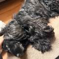 https://fr.holidog.com/ImagesPetSitters/02FB333D-C133-4402-9252-D7558A365F3B_square_120.jpg La-meilleure-amie-de-vos-animaux--1064517-0