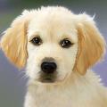 https://fr.holidog.com/ImagesPetSitters/03CB92FE-6469-4F87-9E12-4A88CA9D2193_square_120.jpg La-nounou-des-chats-et-chiens-216221-3