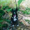 https://fr.holidog.com/ImagesPetSitters/04E78B11-1DDB-4DEB-B392-945FAE86797B_square_120.jpg passionnée-des-animaux!-490805-1