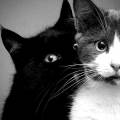 https://fr.holidog.com/ImagesPetSitters/054C3E33-38B9-46F5-A0FA-7F23311F0D8C_square_120.jpg L'amour-des-chats-363418-1
