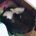 https://fr.holidog.com/ImagesPetSitters/055502AF-F898-4096-9F96-E13855D3ED96_square_120.jpg Amie-des-animaux-1162352-3