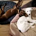 https://fr.holidog.com/ImagesPetSitters/0584645C-1FBD-4C17-B89F-C94F434430FC_square_120.jpg 1101284-2