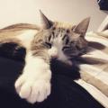 https://fr.holidog.com/ImagesPetSitters/05A7F5EE-7610-4959-A452-6D2DF9A61115_square_120.jpg 69508-3