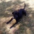 https://fr.holidog.com/ImagesPetSitters/05BBB2C5-6189-454A-ADBD-C96472AD0197_square_120.jpg L'univers-animal-140687-3