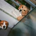 https://fr.holidog.com/ImagesPetSitters/05CB9DAA-41D0-43CF-A564-C40D7578CB8F_square_120.jpg Lilou-l'amie-de-vos-animaux-669657-0