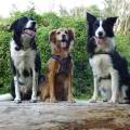 https://fr.holidog.com/ImagesPetSitters/05FDED5B-6F7E-4AE5-ADE7-03EB1851AD4F_square_120.jpg Garde-dans-ma-petite-campagne-1063488-2