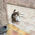 Pet-sitter-passionnée--1123903-1