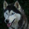 https://fr.holidog.com/ImagesPetSitters/06680EF8-554B-4B8E-A6E4-F1DA58968A3F_square_120.jpg De-l-amour-pour-tous-les-animaux-224322-1