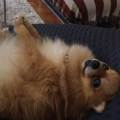 https://fr.holidog.com/ImagesPetSitters/06BB2011-BA3D-4647-A8BC-4399B0D230A8_square_120.jpg Gardes-de-vos-animaux--sur-Cannes--335889-2