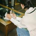 Le-paradis-des-chats-1149217-1
