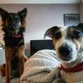 https://fr.holidog.com/ImagesPetSitters/06F513B1-02EB-4ABF-96E3-460AB754BE00_square_120.jpg Chez-Léo-et-Bella--459988-0