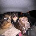 https://fr.holidog.com/ImagesPetSitters/070D42AC-4F81-460C-BEAF-624A5D8EEB65_square_120.jpg 1046222-0
