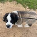 Le-bord-de-mer-pour-les-chiens-1156342-3