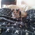 https://fr.holidog.com/ImagesPetSitters/07B4B8A8-03AC-4209-99A1-A1969F1BE033_square_120.jpg Fan-d'animaux-39113-3