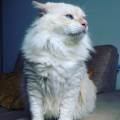 https://fr.holidog.com/ImagesPetSitters/081B1D9F-7B31-4C30-A4E3-94678E152847_square_120.jpg Pet-sitter-1108144-1