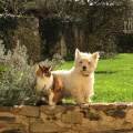 https://fr.holidog.com/ImagesPetSitters/08743E8E-48AC-4B5F-AFD7-6798A8A16628_square_120.jpg Dog-Heaven--223123-2