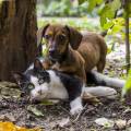 Le-paradis-des-animaux-:)-58677-0