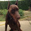 https://fr.holidog.com/ImagesPetSitters/093935E8-B7C5-4805-BB03-BCE713725218_square_120.jpg 69508-1