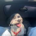 https://fr.holidog.com/ImagesPetSitters/093AD5CE-AA29-4A5C-BAF4-44BC84899ECE_square_120.jpg Gwendoline-1069207-0