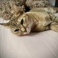 -Amoureuse-des-animaux,-.-1117818-0
