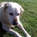 https://fr.holidog.com/ImagesPetSitters/09B94F96-1072-4FFA-B4E0-8A8F531077DE_square_120.jpg Morgane---Comportementaliste-12159-2