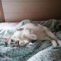 https://fr.holidog.com/ImagesPetSitters/0A06DCDD-0FF7-4EA7-85DC-D716BE799419_square_120.jpg friendly-pet-460463-0