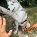 https://fr.holidog.com/ImagesPetSitters/0A696DDD-AF76-47C1-9EA7-2ACE3D31F71F_square_120.jpg La-Pet-Sitter-ded-vos-protégés-1103199-0
