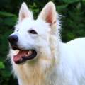 https://fr.holidog.com/ImagesPetSitters/0A99DAE9-ADCD-4E79-A2ED-164968CB6EA7_square_120.jpg LA-pet-sitter-top-pour-vos-animaux-1022521-1