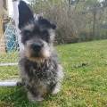 https://fr.holidog.com/ImagesPetSitters/0AAC0161-6CBE-4ED4-B544-50E0322456F0_square_120.jpg Le-paradis-des-animaux--1051717-0