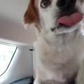 DOG-Island-751475-0