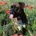Professionnelle-formée-chiens/chats-783900-1