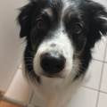 https://fr.holidog.com/ImagesPetSitters/0BA5A19E-2C69-4EF1-8D7B-D9FB06EB8B9F_square_120.jpg Le-bonheur-des-animaux--1055028-3