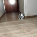 https://fr.holidog.com/ImagesPetSitters/0C0AB112-94AB-4B21-A09D-D67C9D761198_square_120.jpg La-geekoureuse-des-animaux--48747-2