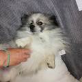 https://fr.holidog.com/ImagesPetSitters/0C0ED8F3-CD9C-4BCB-898F-034C0AE2C4BC_square_120.jpg Tout-pour-le-bien-être-des-animaux-140525-1