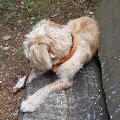 https://fr.holidog.com/ImagesPetSitters/0C4BF26E-E6C8-4AEB-9FA1-F20C1431EF55_square_120.jpg Paradis-pour-chats-et-chiens--42205-3