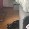 Des-vacances-aussi-pour-vos-animaux-553305-2