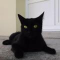 https://fr.holidog.com/ImagesPetSitters/0D0B5C5E-5923-42E5-B00E-F22C2AAE2D69_square_120.jpg L'amoureuse-des-chats-154927-1