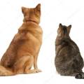 Amour-de-chats-et-de-chiens--743023-2