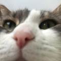 https://fr.holidog.com/ImagesPetSitters/0D73989F-29B2-42F5-8F20-583103741246_square_120.jpg Pet-sitter-chats-&-chiens-(94)-151664-2