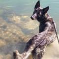 https://fr.holidog.com/ImagesPetSitters/0E18A203-8B16-447F-9451-2FBAE6770DED_square_120.jpg Le-paradis-des-animaux-708638-1