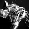 https://fr.holidog.com/ImagesPetSitters/0E8AF7ED-A6FE-4412-8227-7EAC5C748A14_square_120.jpg Un-appartement-pour-les-chats-238778-3