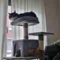 le-chat-curieux-1162062-3