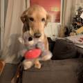 https://fr.holidog.com/ImagesPetSitters/0F855FA6-9DA5-42B6-AE9C-5509DEACD40C_square_120.jpg Pet-Sitter---Garde-et-promenade--1174908-0