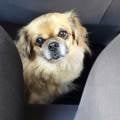 La-compagnie-des-animaux-356653-2