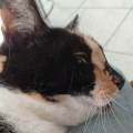 https://fr.holidog.com/ImagesPetSitters/0FFFE997-2479-4EBC-BD58-9B0CCF846E2A_square_120.jpg Le-jardin-secret-des-animaux-1080419-2