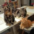 https://fr.holidog.com/ImagesPetSitters/10239D2A-A210-4AD8-B4B6-2414E48B2BA3_square_120.jpg Pet-Sitter-sur-algrange-1144849-0